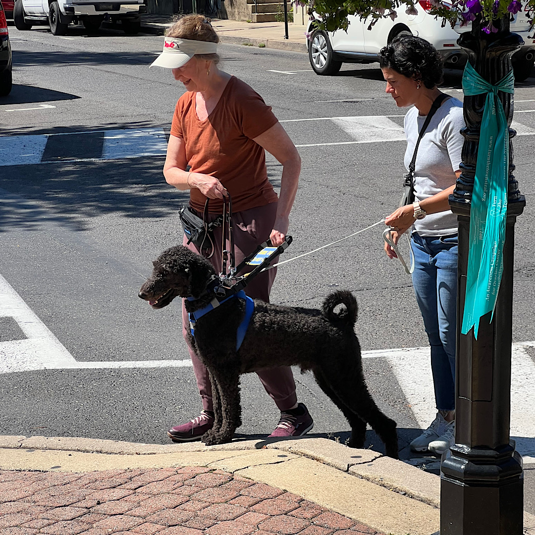 Training My Own Guide Dog - BlindAlive